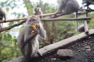 「サル」のサムネイル画像
