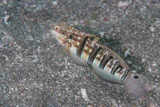 「サラサハゼ(White-barred Goby)」のサムネイル画像
