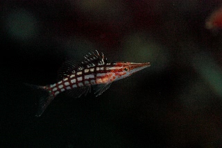 「クダゴンベ(longnose hawkfish)」のサムネイル画像