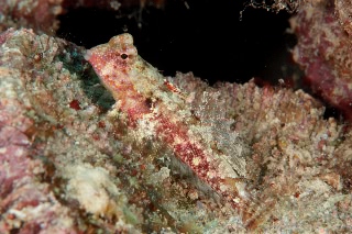 「無題」のサムネイル画像