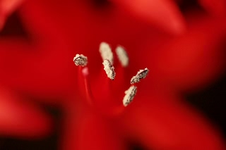 「ダイヤモンドリリー(ネリネ)」のサムネイル画像