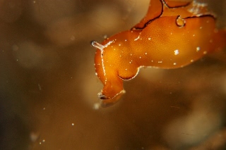 「ウミウシの仲間」のサムネイル画像