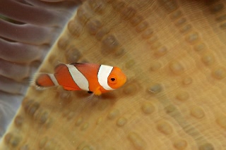 「カクレクマノミ(Western Clown Anemonefish)」のサムネイル画像