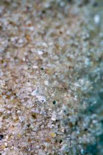 「ヒラメの仲間」のサムネイル画像