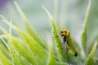 「ツマグロオオヨコバイ(バナナムシ)」のサムネイル画像