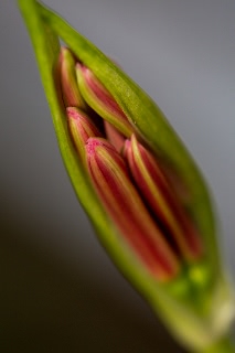 「ヒガンバナ」のサムネイル画像