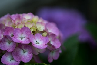 「アジサイ」のサムネイル画像