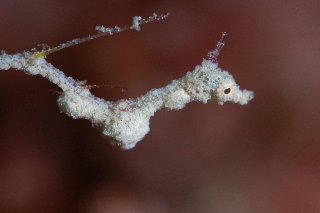 「pygmy pipehorse(ピグミーパイプホース,ピグミーシードラゴン)」のサムネイル画像