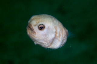 「ホテイウオ(ゴッコ)」のサムネイル画像