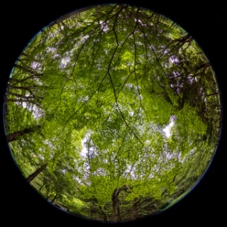 「イロハモミジ(イロハカエデ)」のサムネイル画像