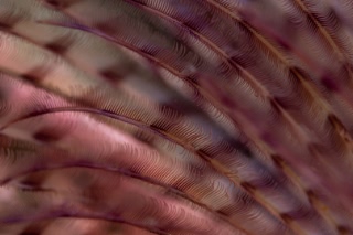 「無題」のサムネイル画像