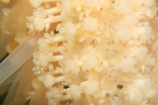 「オオシマヒメヒトデだったかなぁ？」のサムネイル画像