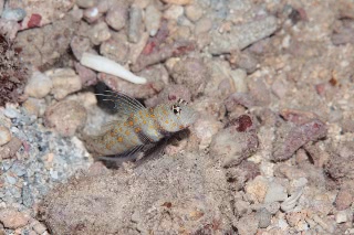 「ヤマブキハゼ(Orange-spotted shrimp Goby)」のサムネイル画像