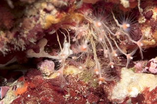 「ベニクダウミヒドラ」のサムネイル画像