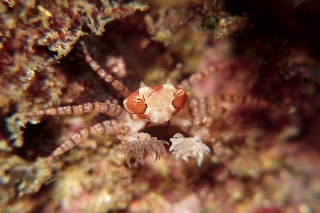 「キンチャクガニ(Boxer crab)」のサムネイル画像