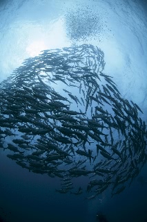 「ギンガメアジ(Bigeye trevally)」のサムネイル画像