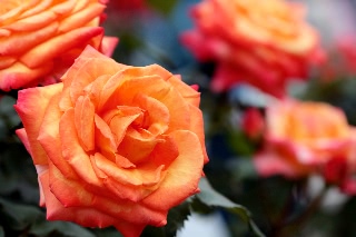 「八千代錦」のサムネイル画像