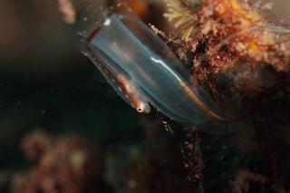 「セボシウミタケハゼ(Common ghost goby)」のサムネイル画像