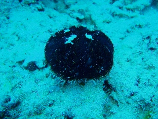 「ウニの仲間」のサムネイル画像