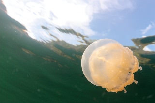 「タコクラゲ(@JELLYFISH LAKE)」のサムネイル画像