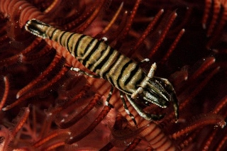 「バサラカクレエビ(アンボンクリノイドシュリンプ,ambon crinoid shrimp)」のサムネイル画像