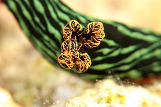 「アカフチリュウグウウミウシ(Dusky Nembrotha)」のサムネイル画像