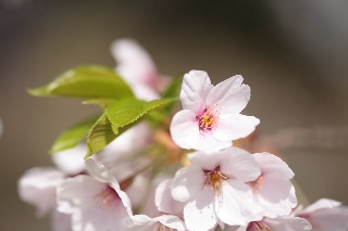 「ソメイヨシノ(染井吉野)」のサムネイル画像