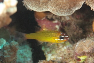 「yellow cardinalfish(イエローカーディナルフィッシュ)」のサムネイル画像