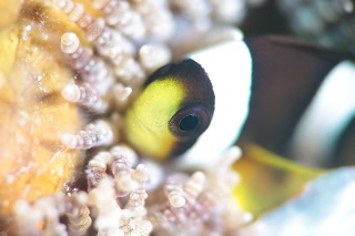 「クマノミ(Anemonefish)」のサムネイル画像