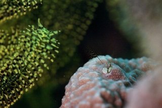 「カンザシヤドカリ(Coral Hermit Crab)」のサムネイル画像