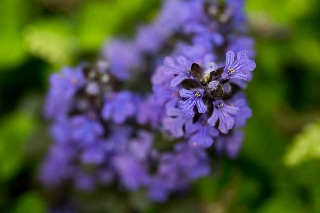 「アジュガ」のサムネイル画像