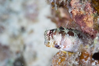 「無題」のサムネイル画像