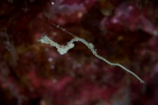 「pygmy pipehorse(ピグミーパイプホース,ピグミーシードラゴン)」のサムネイル画像