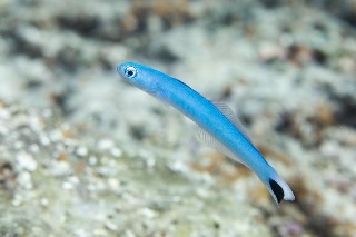 「オグロクロユリハゼ(Tail spot dart Goby)」のサムネイル画像