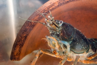 「アメリカザリガニ 」のサムネイル画像