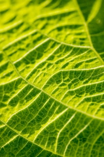 「植物の仲間」のサムネイル画像