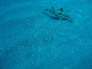 「カレイとヒメジ」のサムネイル画像