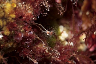 「ベニクダウミヒドラ」のサムネイル画像