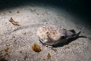 「メガネウオ」のサムネイル画像