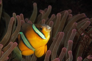 「クマノミ(Anemonefish)」のサムネイル画像