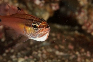 「ネンブツダイ」のサムネイル画像