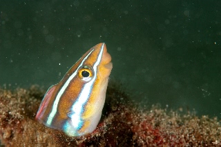 「ミナミギンポ(Tube-worm Blenny)」のサムネイル画像