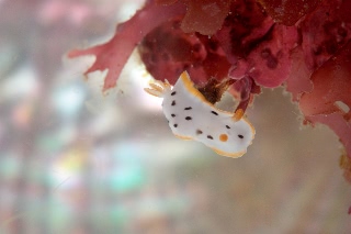 「ウミウシの仲間」のサムネイル画像