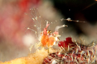 「オリヅルエビ」のサムネイル画像