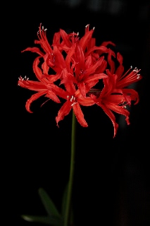 「ダイヤモンドリリー(ネリネ)」のサムネイル画像