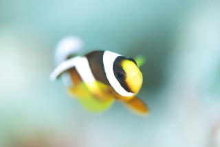 「クマノミ(Anemonefish)」のサムネイル画像