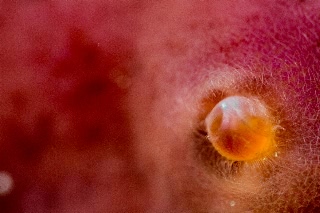 「イソバテング」のサムネイル画像