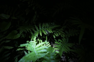 「ヤエヤマヒメボタル」のサムネイル画像