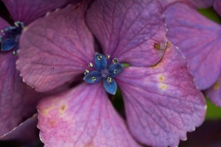 「アジサイ」のサムネイル画像