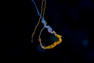 「ミズダコ」のサムネイル画像